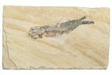 Small Cretaceous Fossil Fish - Lebanon (Back In Stock) - Photo 5